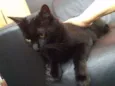 Simon