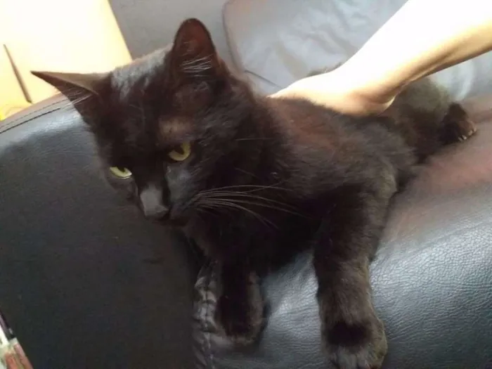 Gato ra a Vira lata idade 3 anos nome Simon