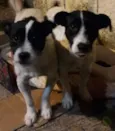 Casal porte pequeno