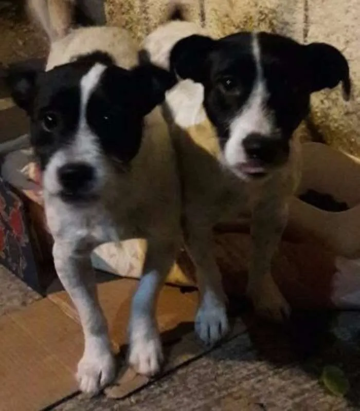Cachorro ra a SRD idade 1 ano nome Casal porte pequeno