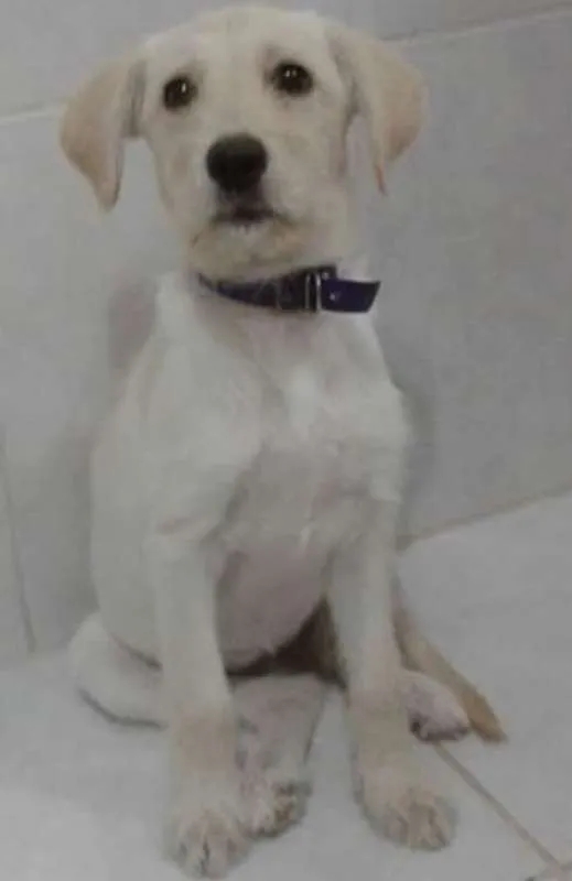 Cachorro ra a SRD idade 7 a 11 meses nome Laércio Candiotto Junior