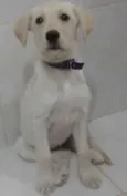 Laércio Candiotto Junior