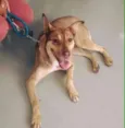 Cachorro raça SRD idade 5 anos nome Bella