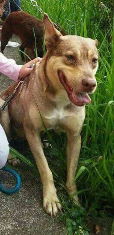 Cachorro raça SRD idade 5 anos nome Bella