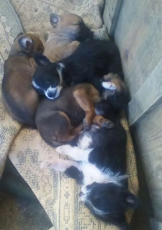 Cachorro ra a Desconhecida idade 2 a 6 meses nome Tonico