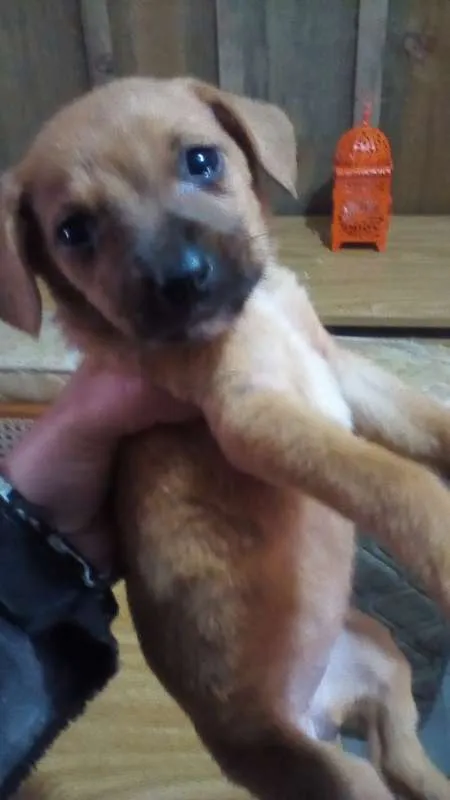 Cachorro ra a Desconhecida idade 2 a 6 meses nome Tonico