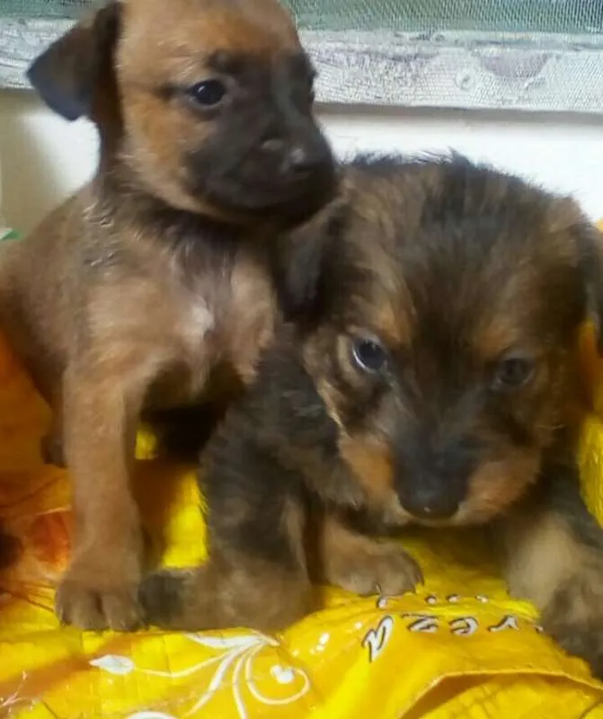 Cachorro ra a Desconhecida idade 2 a 6 meses nome Tonico