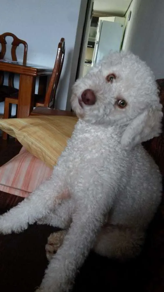 Cachorro ra a Poodle idade 2 anos nome Caramelo
