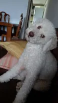 Caramelo