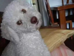 Cachorro raça Poodle idade 2 anos nome Caramelo