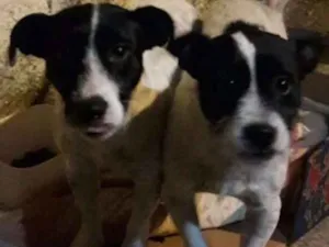 Cachorro raça SRD idade 1 ano nome Casal porte pequeno