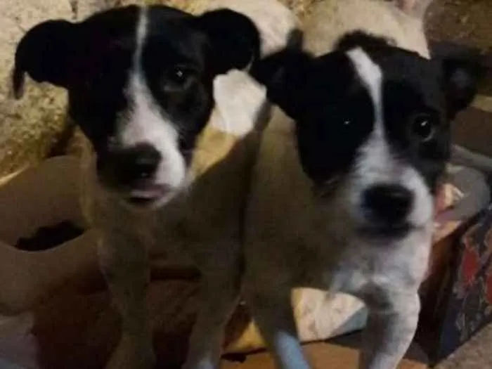 Cachorro ra a SRD idade 1 ano nome Casal porte pequeno
