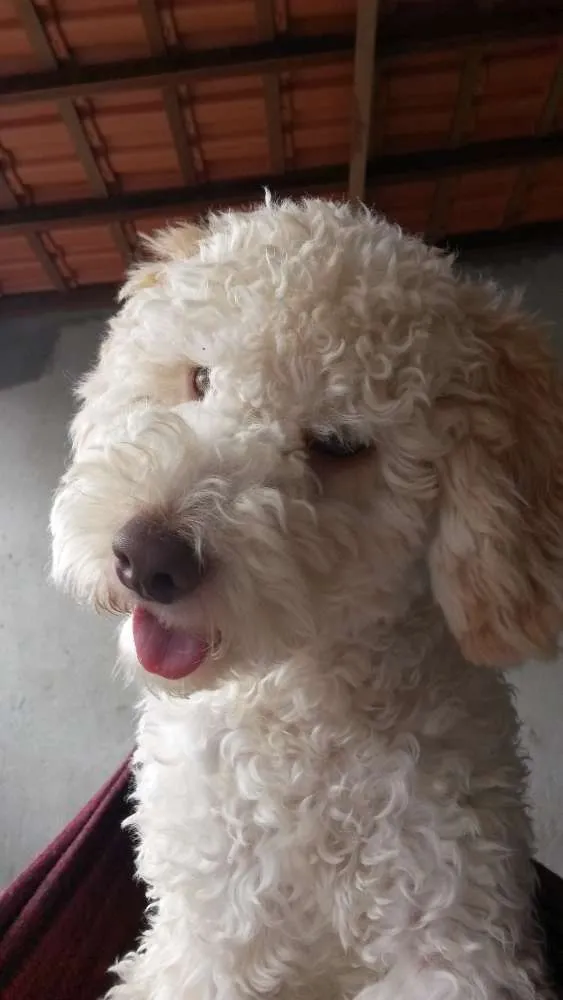 Cachorro ra a Poodle idade 2 anos nome Caramelo