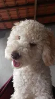Caramelo