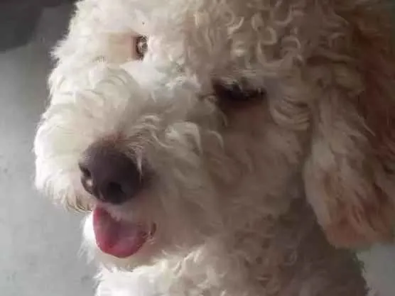 Cachorro ra a Poodle idade 2 anos nome Caramelo