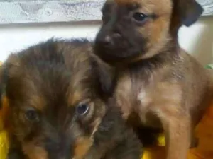 Cachorro raça Desconhecida idade 2 a 6 meses nome Tonico