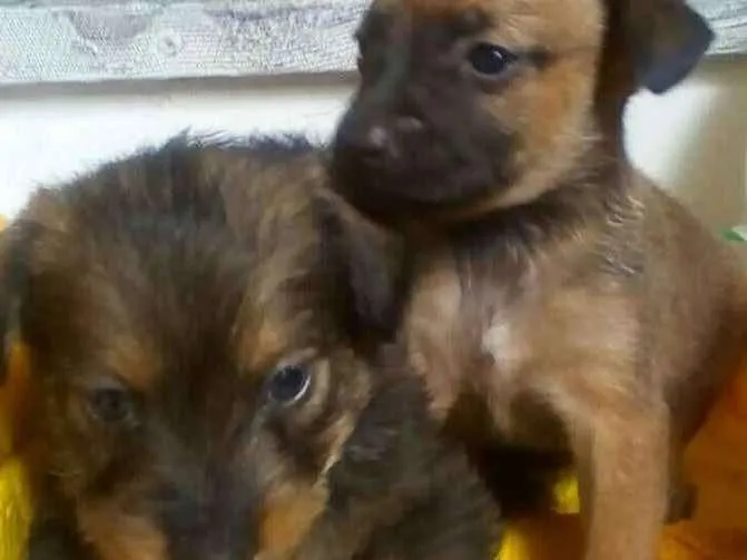 Cachorro ra a Desconhecida idade 2 a 6 meses nome Tonico