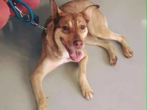 Cachorro raça SRD idade 5 anos nome Bella