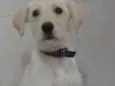 Laércio Candiotto Junior