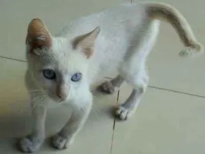 Gato raça Não sei idade 7 a 11 meses nome Sem nome
