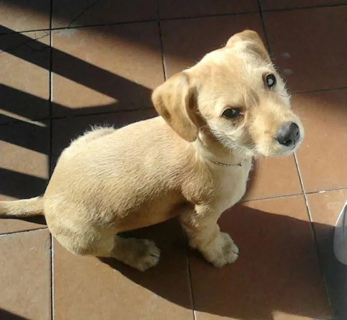 Cachorro ra a Labrador  idade 4 anos nome Lucky 