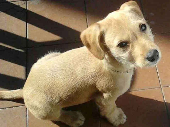 Cachorro ra a Labrador  idade 4 anos nome Lucky 