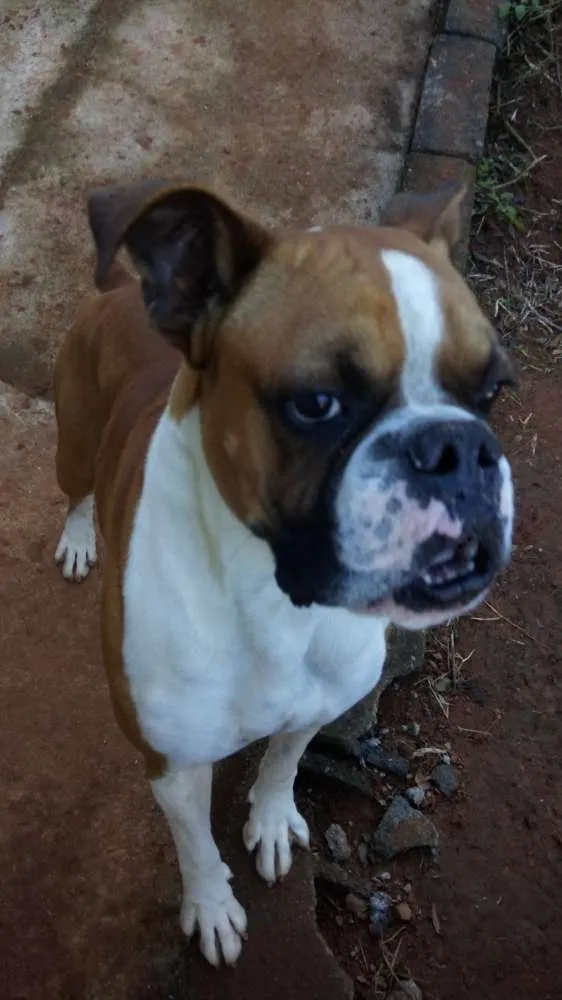 Cachorro ra a Boxer  idade 2 anos nome Orion