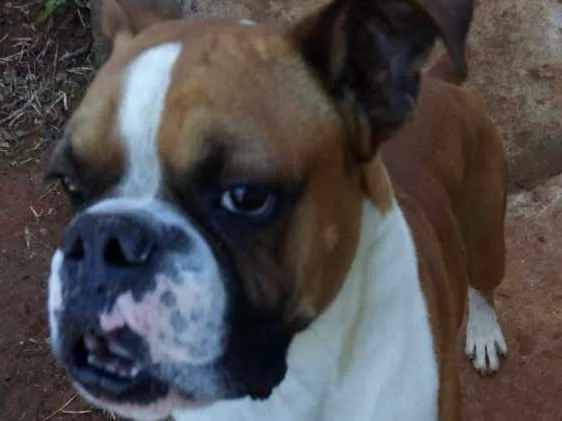 Cachorro ra a Boxer  idade 2 anos nome Orion