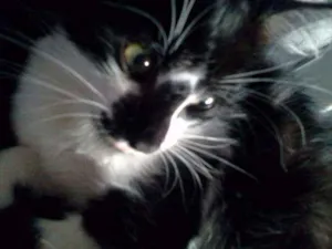 Gato raça nao sei  idade 2 anos nome Coraline