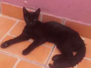 Gato raça nao sei idade 2 anos nome Felicia