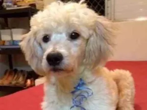 Cachorro raça poodle idade 2 anos nome nick