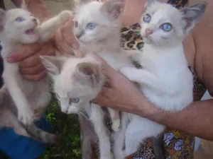 Gato raça SRD idade 2 a 6 meses nome FILHOTES 