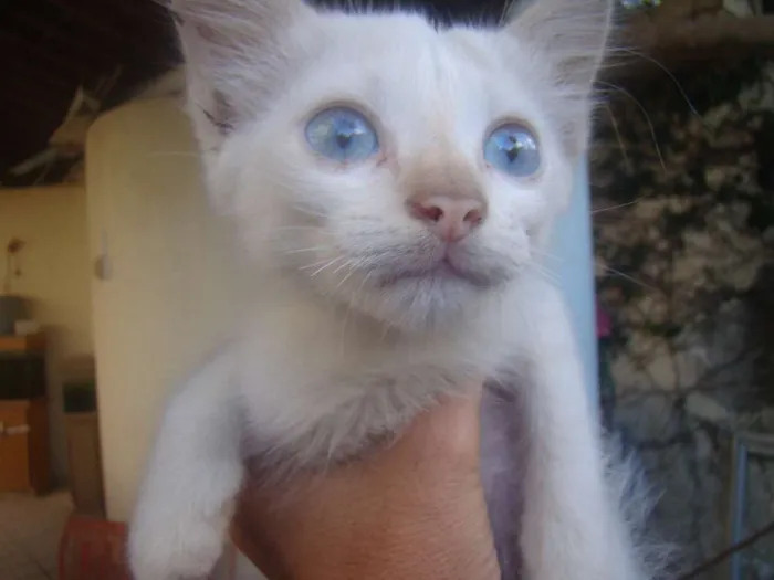 Gato ra a SRD idade 2 a 6 meses nome FILHOTES 