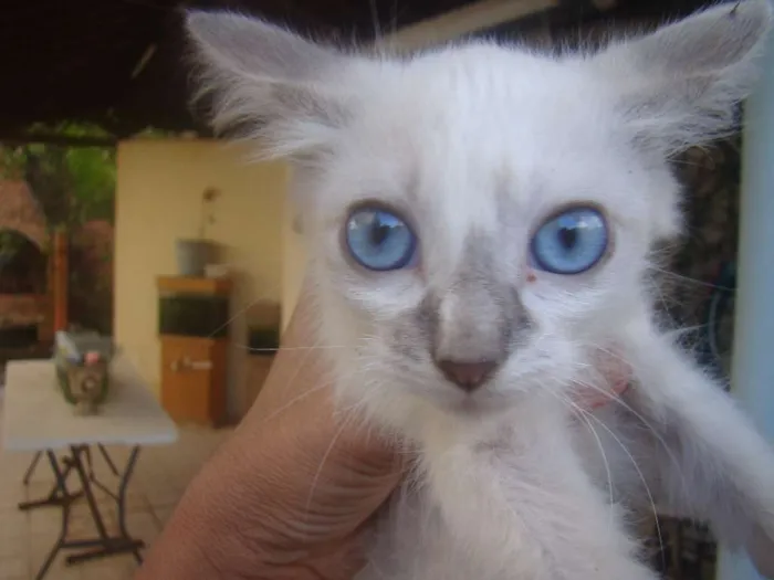 Gato ra a SRD idade 2 a 6 meses nome FILHOTES 