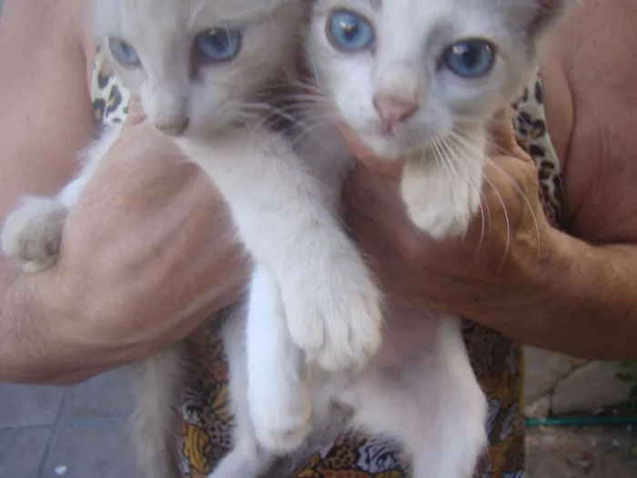Gato ra a SRD idade 2 a 6 meses nome FILHOTES 