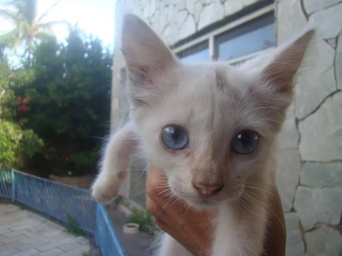 Gato ra a SRD idade 2 a 6 meses nome FILHOTES 