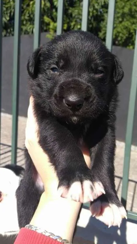 Cachorro ra a Indefinida idade Abaixo de 2 meses nome NINHADA 11 FILHOTES