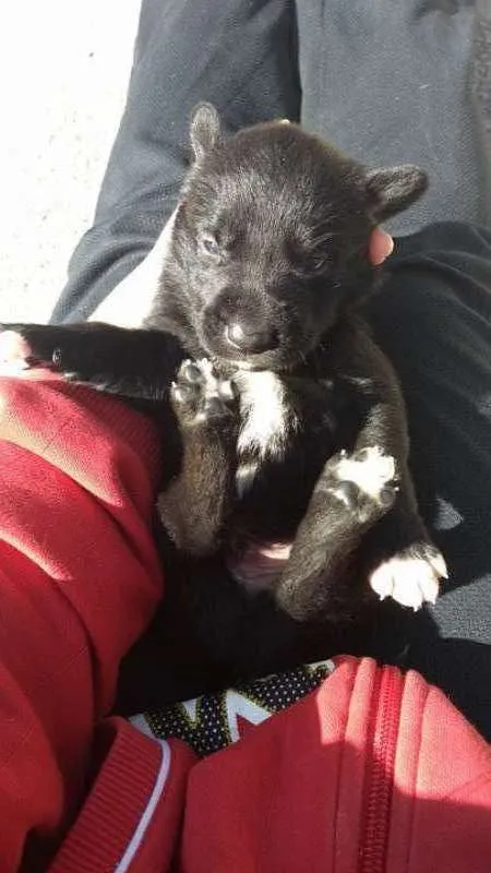 Cachorro ra a Indefinida idade Abaixo de 2 meses nome NINHADA 11 FILHOTES