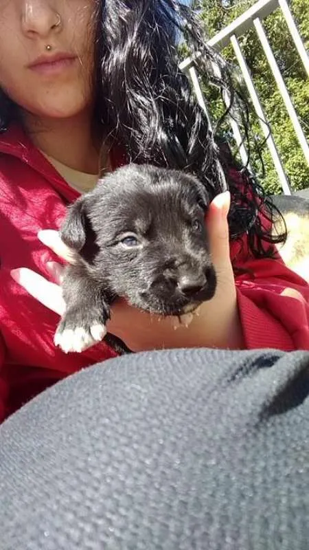 Cachorro ra a Indefinida idade Abaixo de 2 meses nome NINHADA 11 FILHOTES
