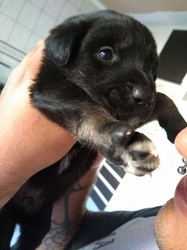 Cachorro ra a Indefinida idade Abaixo de 2 meses nome NINHADA 11 FILHOTES
