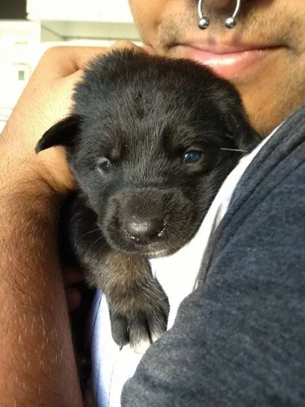 Cachorro ra a Indefinida idade Abaixo de 2 meses nome NINHADA 11 FILHOTES