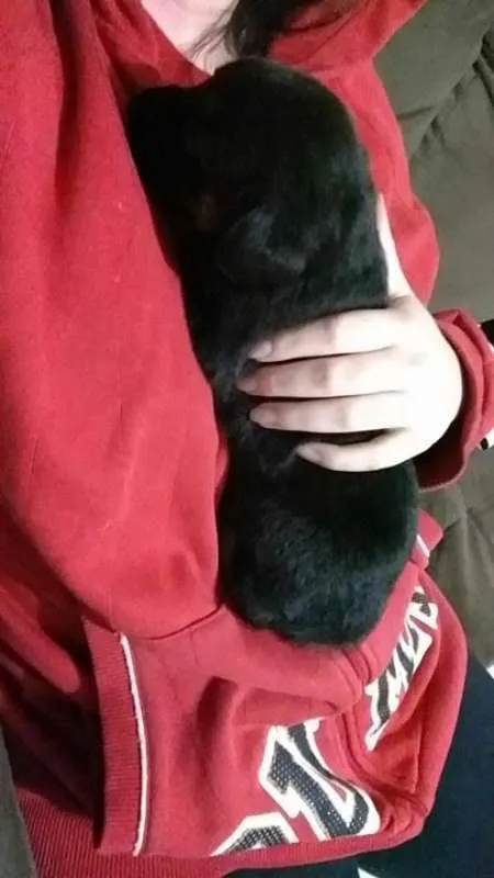 Cachorro ra a Indefinida idade Abaixo de 2 meses nome NINHADA 11 FILHOTES
