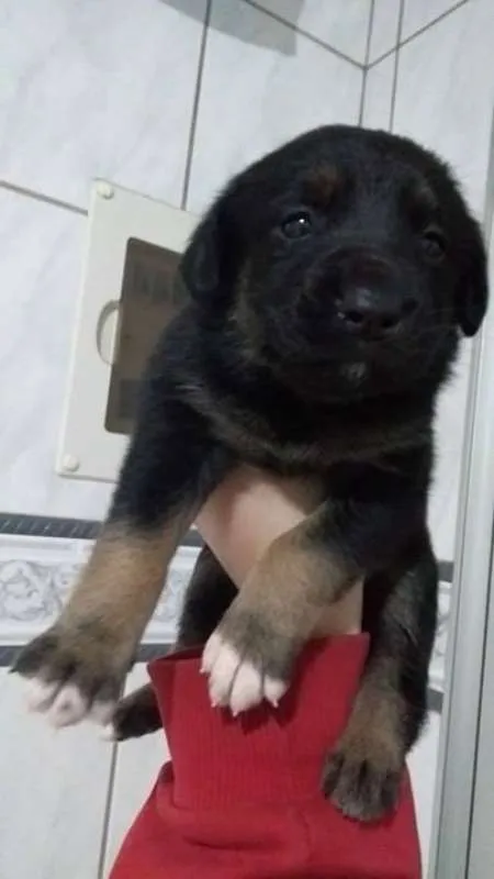 Cachorro ra a Indefinida idade Abaixo de 2 meses nome NINHADA 11 FILHOTES