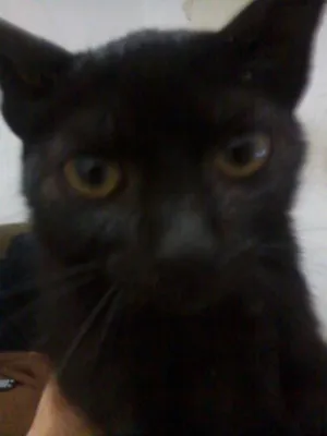 Gato raça Srd idade 2 a 6 meses nome Sem nome