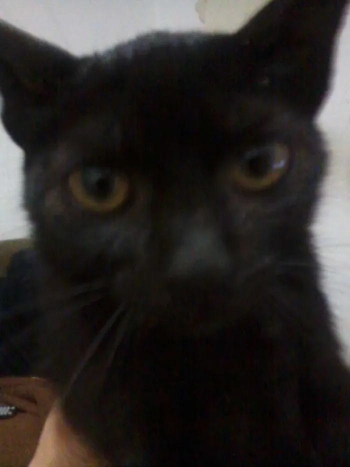 Gato ra a Srd idade 2 a 6 meses nome Sem nome