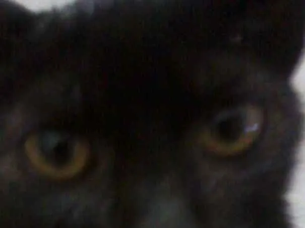 Gato ra a Srd idade 2 a 6 meses nome Sem nome