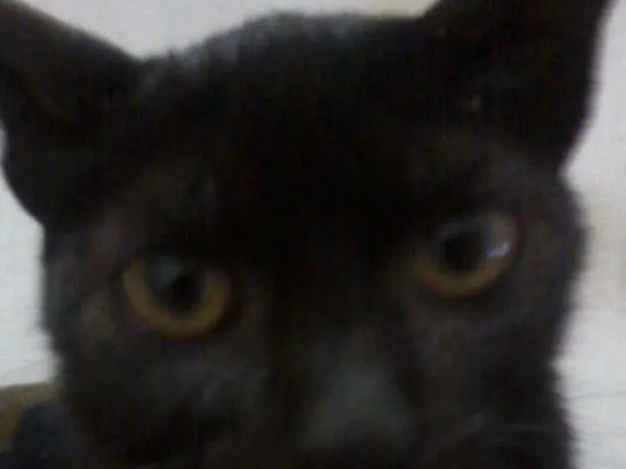 Gato ra a Srd idade 2 a 6 meses nome Sem nome