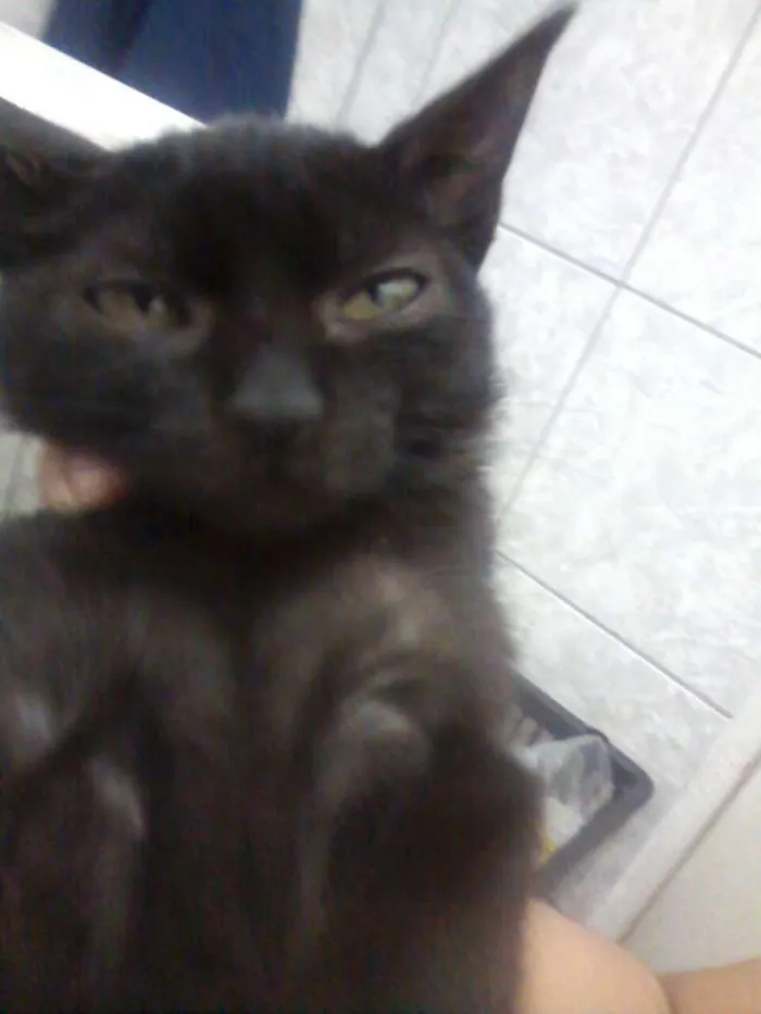 Gato ra a Srd idade 2 a 6 meses nome Sem nome