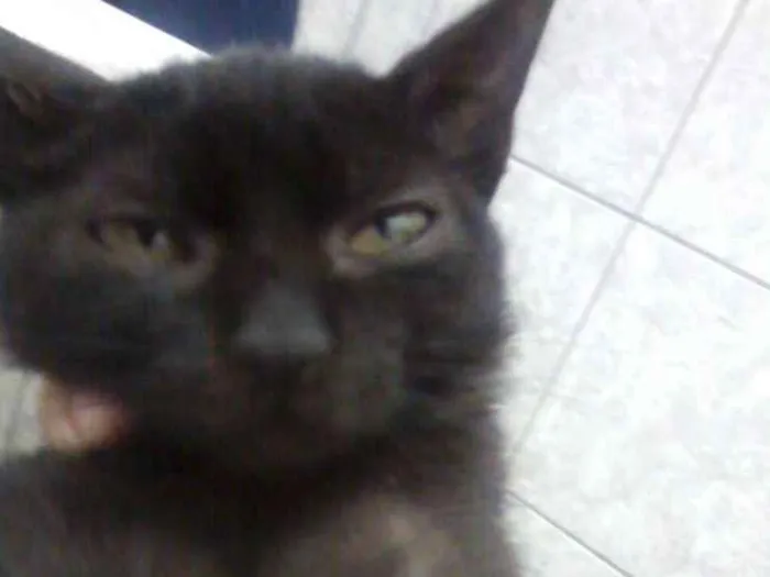 Gato ra a Srd idade 2 a 6 meses nome Sem nome