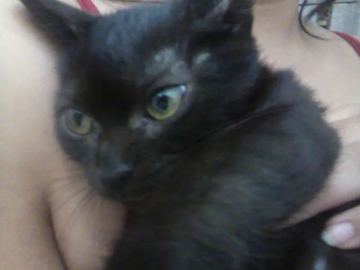 Gato ra a Srd idade 2 a 6 meses nome Sem nome